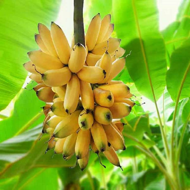 Semi di frutta di banana