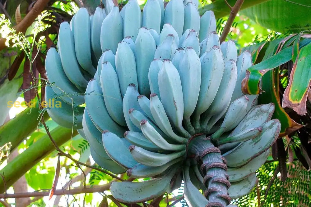 Banana Fruit Seeds for Planting Guide
