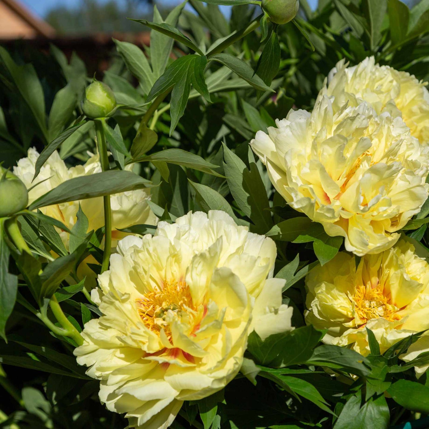 Bartzella Yellow Hybrid Peony Seeds for Vibrant Flowers