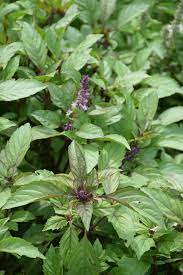 Anise Persian Basil (Ocimum basilicum) Herb Flower Seeds