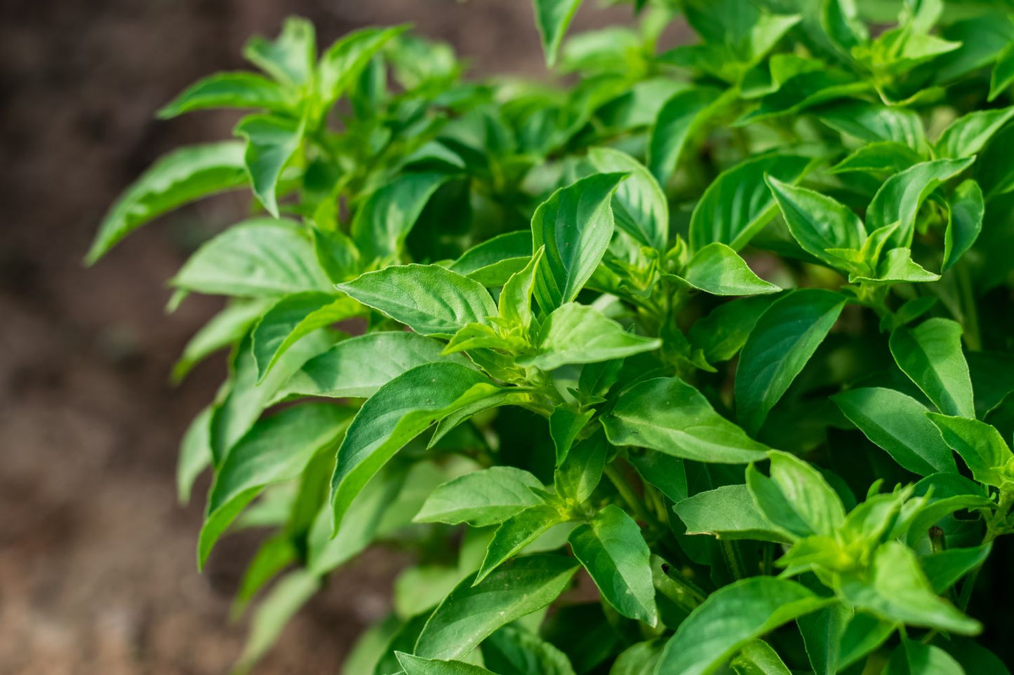 Lime Basil (Ocimum basilicum 'Lime') Seeds