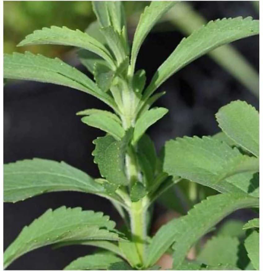 Mozzarella Basil Sweet Italian Heirloom Ocimum Basilicum Herb Flower Seeds