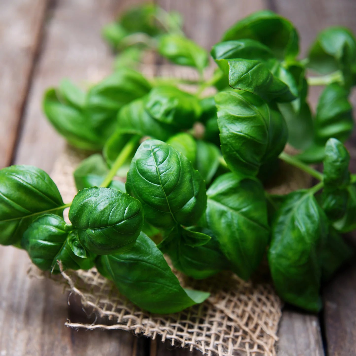 Graines d'herbe de basilic doux