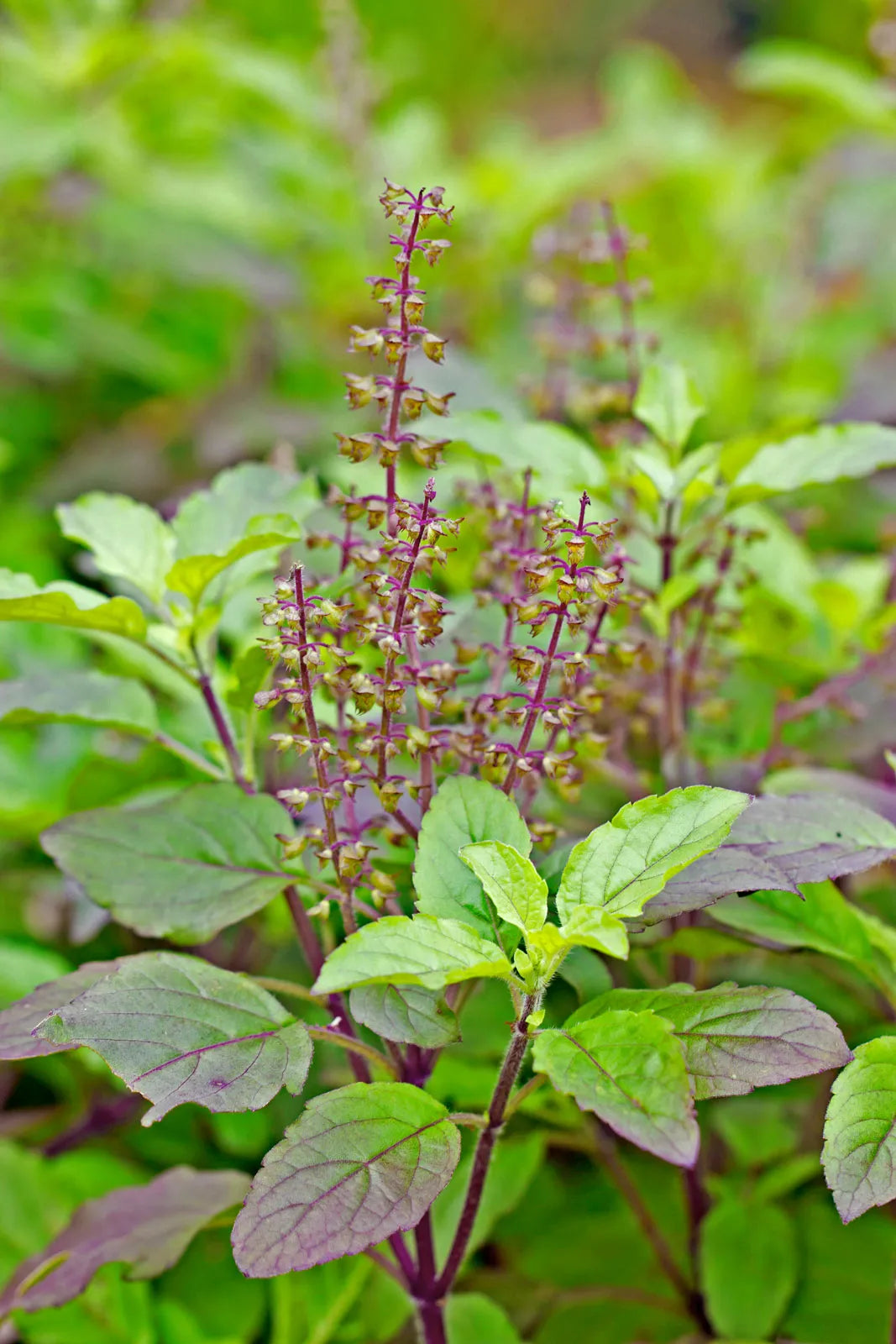 Semillas de albahaca sagrada (tulsi)
