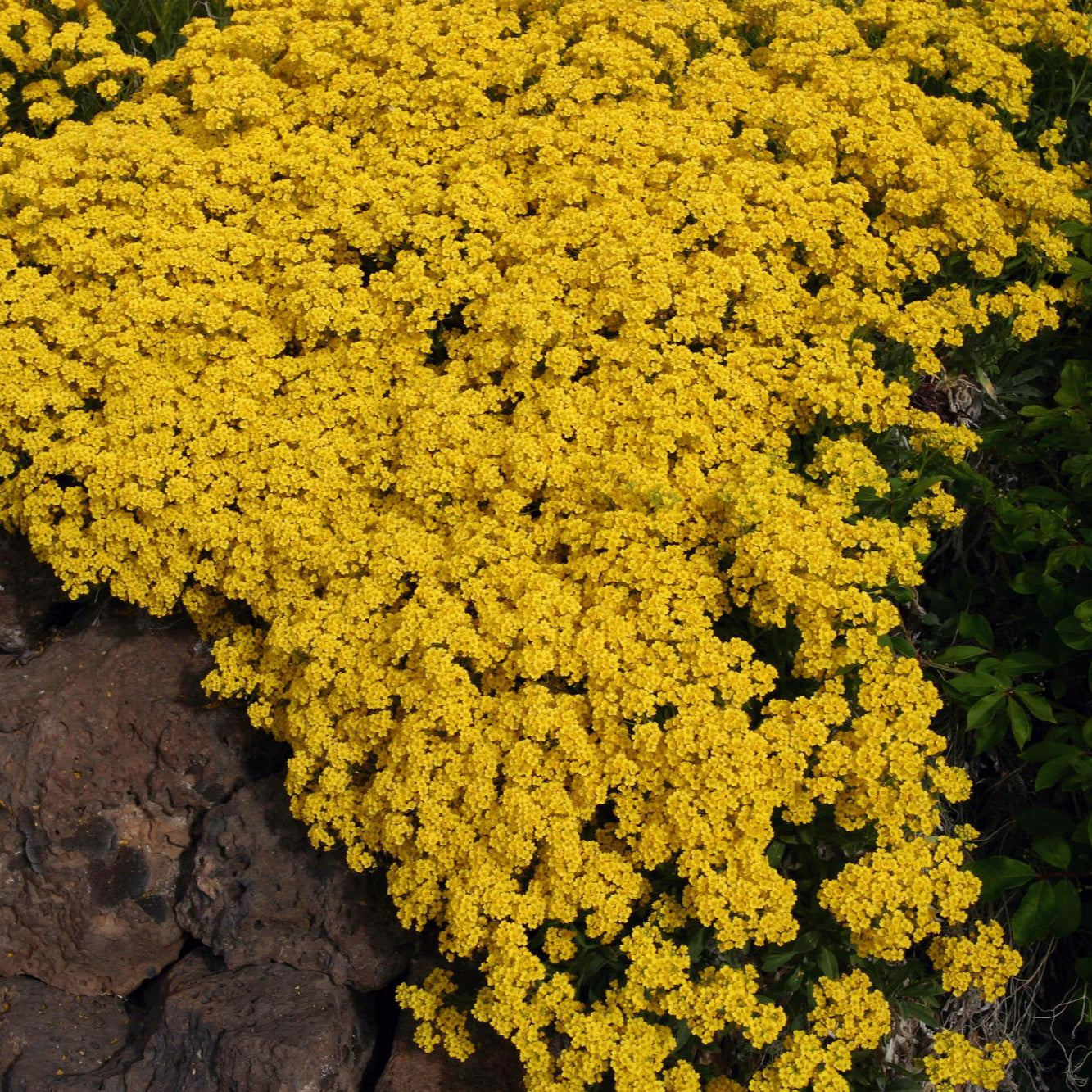 Creeping Thyme & Yellow Rock Cress Flower Seeds