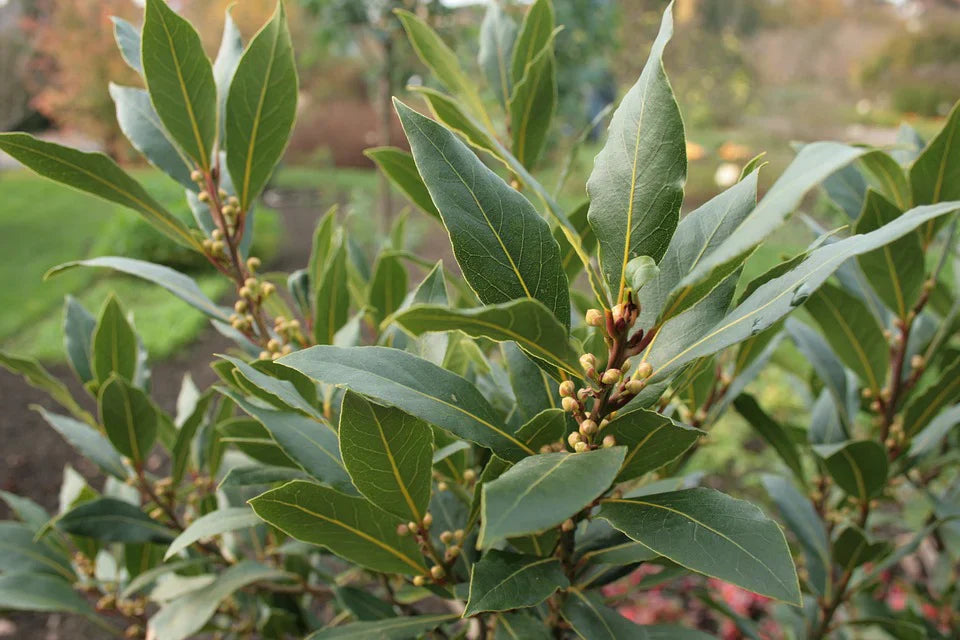 Bay Laurel Plant Seeds Planting Aromatic