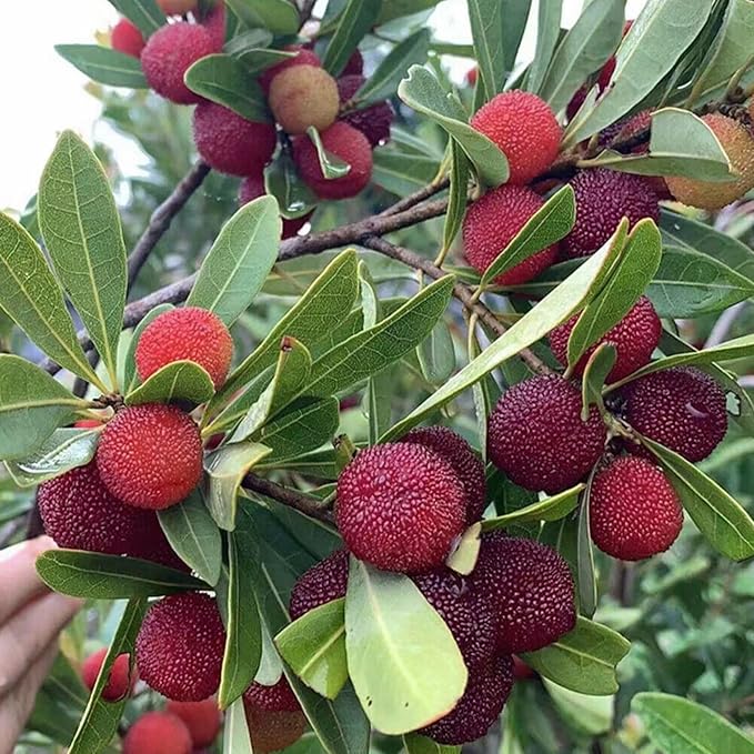 Myrica Pennsylvanica Nord Bayberry Seeds