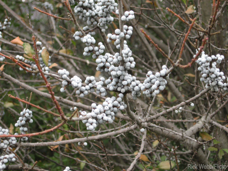 Myrica Pennsylvanica Northern Bayberry Seeds