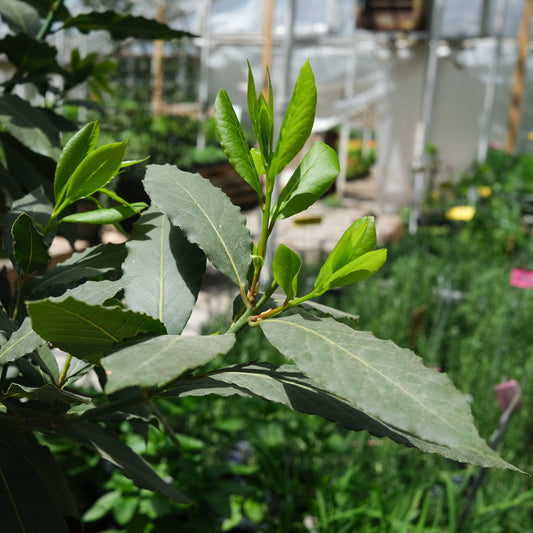 Bay Laurel Shrub Seeds – Heirloom, Non-GMO, Easy to Grow