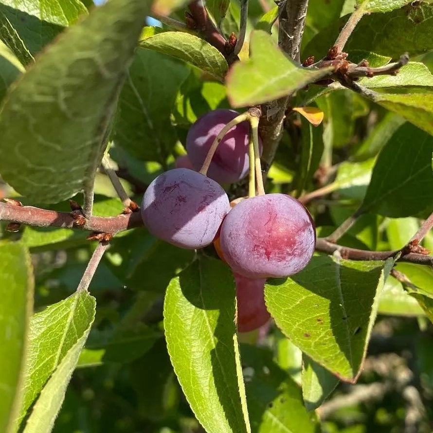 Graines de fruit de prunier de plage