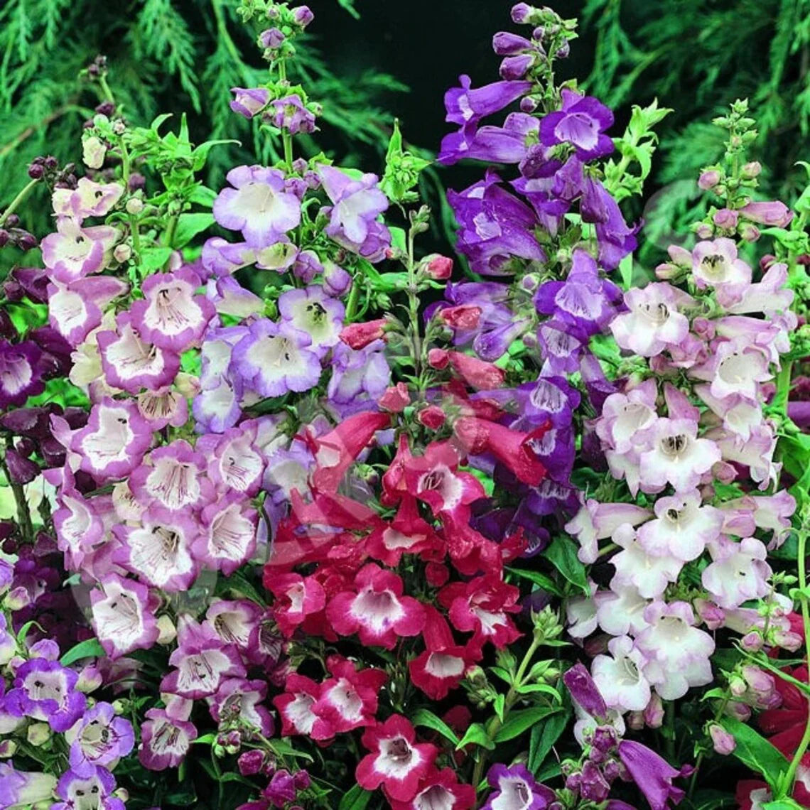 Penstemon Hartwegii Flower Seeds for Planting – Heirloom, Non-GMO, Easy to Grow, Perennial Blooms