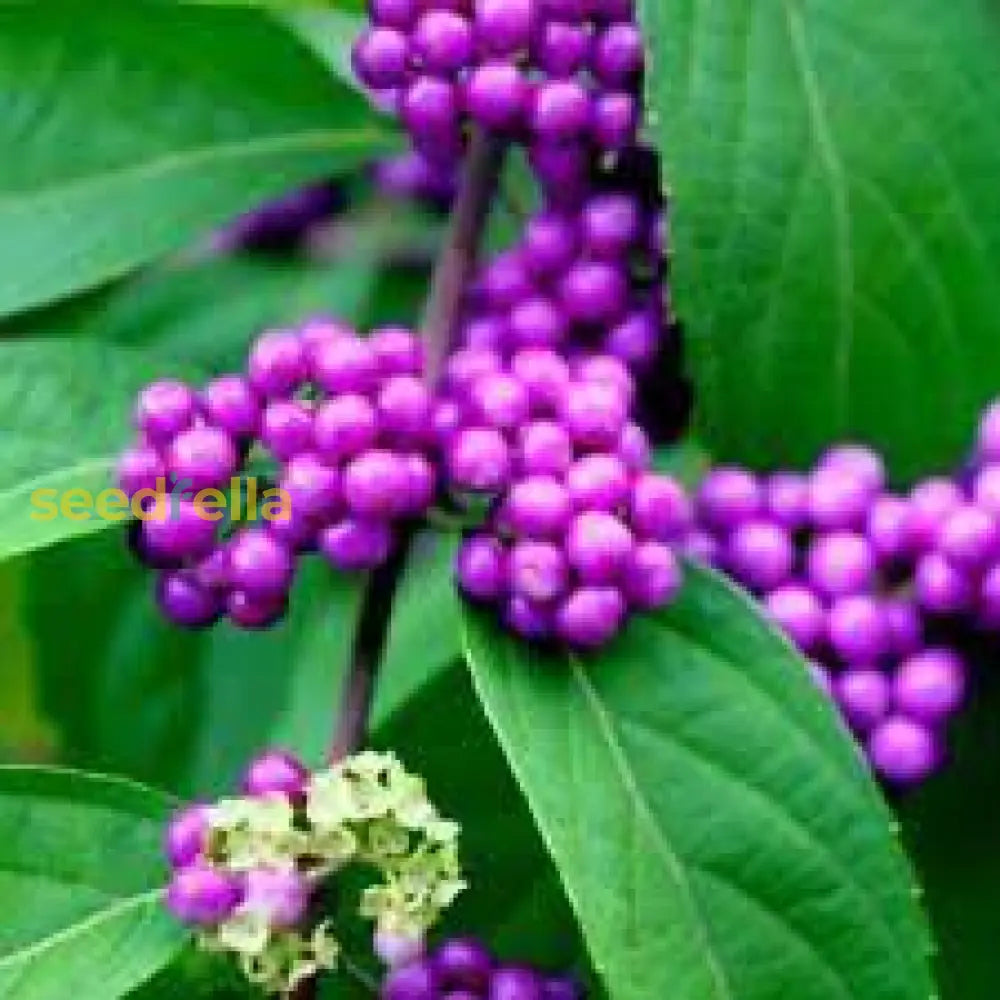 Violet Callicarpa Bodinieri Seeds for Planting Stunning Fruit-Bearing Plants