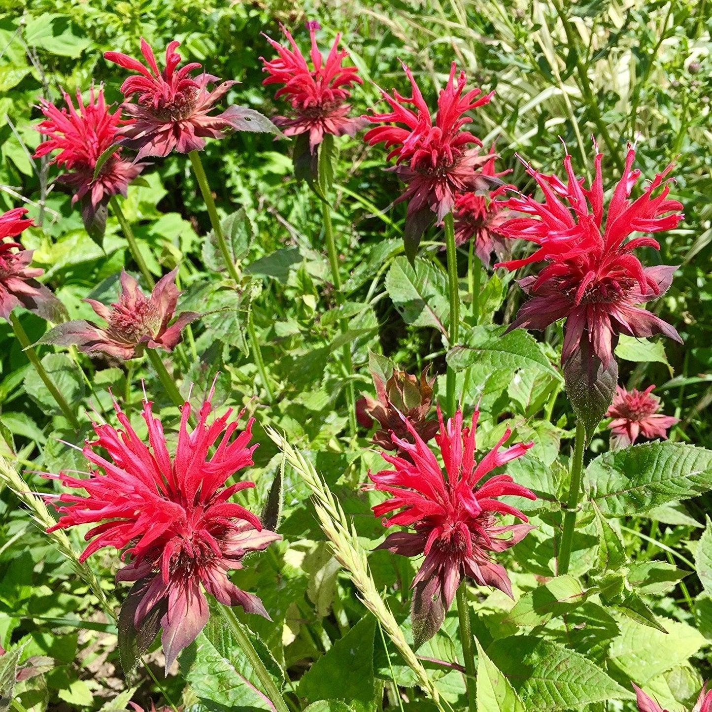 Panorama Red Bee Balm (Monarda Didyma) Oswego Tea Herb Flower Seeds