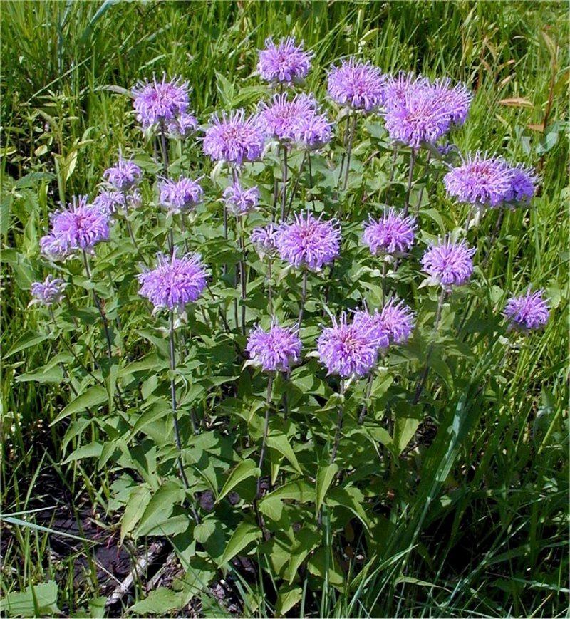 Wild Bergamot (Monarda Fistulosa) aka Mintleaf Bee Balm & Oswego Tea Native Herb Purple Flower Seeds