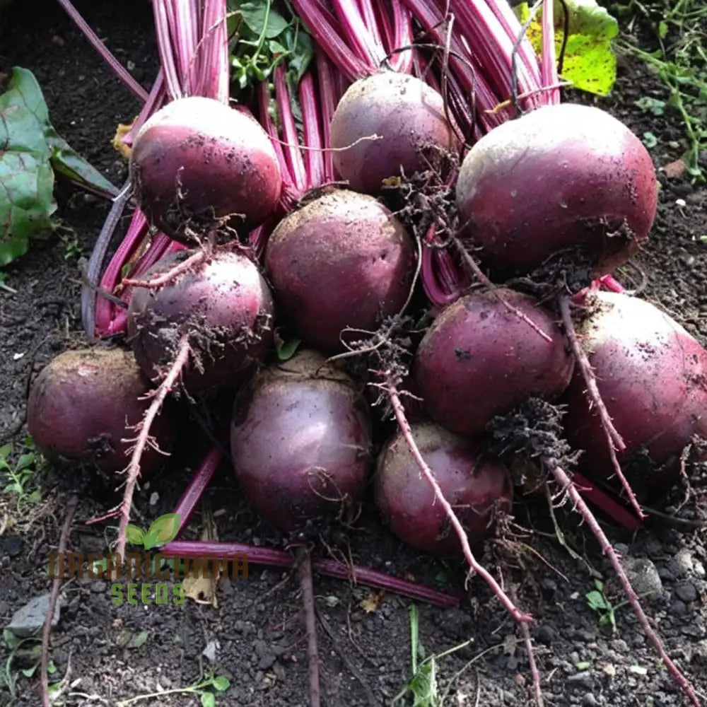 Detroit Dark Red Beet Vegetable Seeds