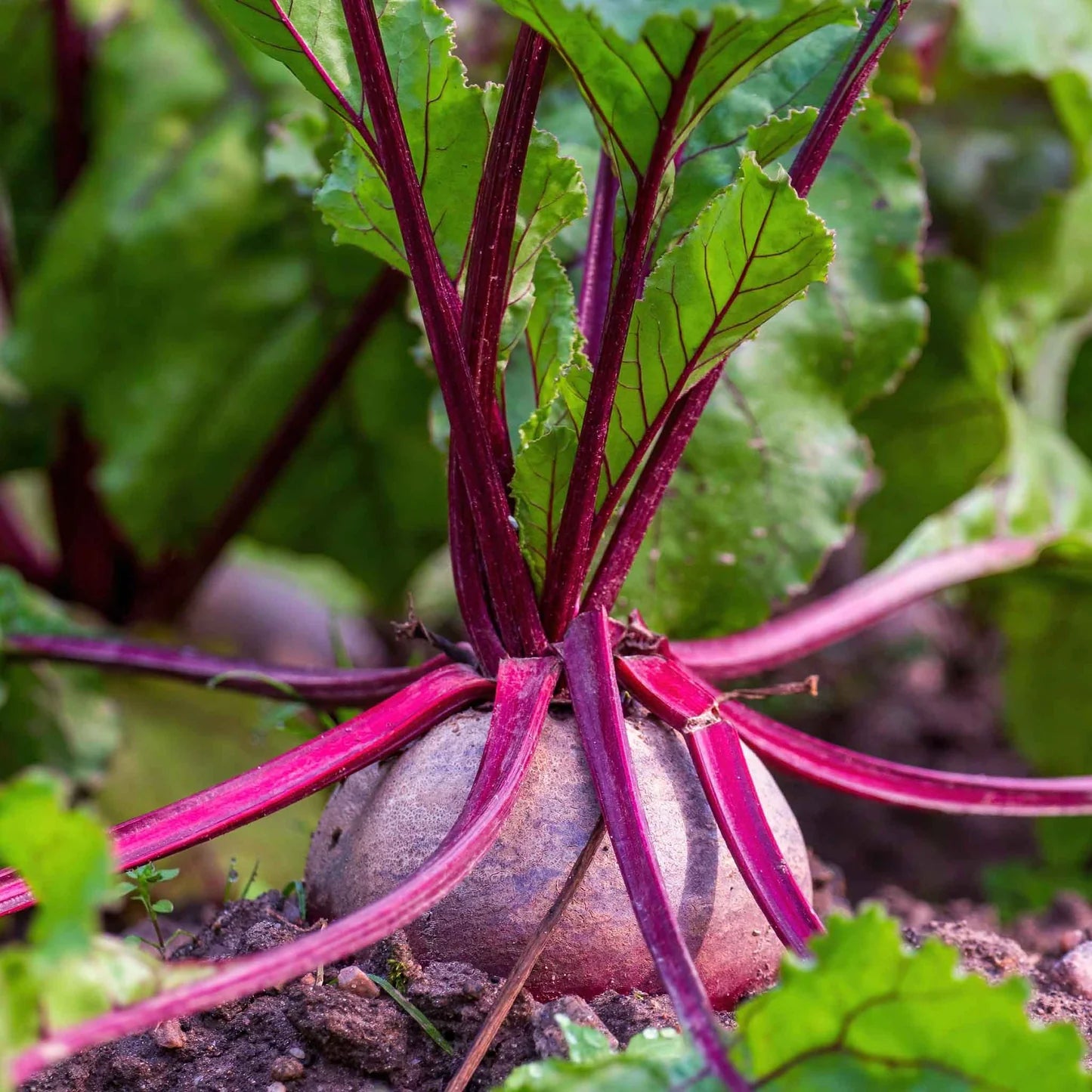 Detroit Dark Red Beet Vegetable Seeds