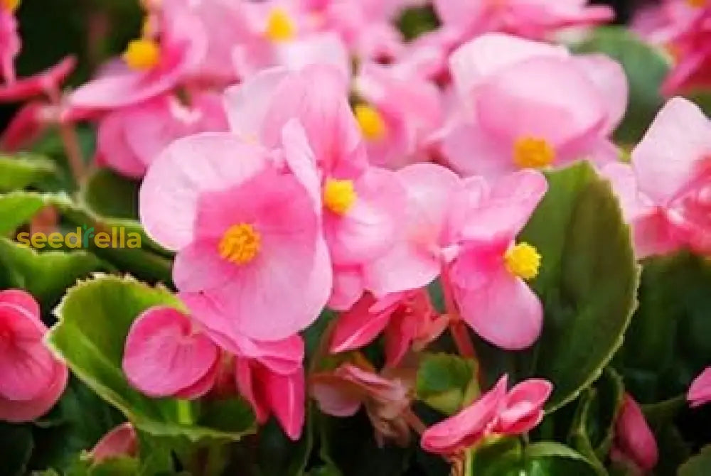 Begonia Flower Seeds - Easy Planting For Stunning Blooms
