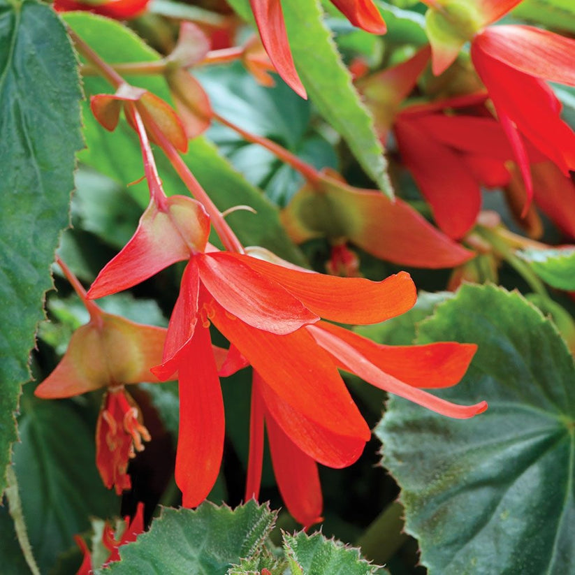 Begonia Boliviensis Flower Seeds