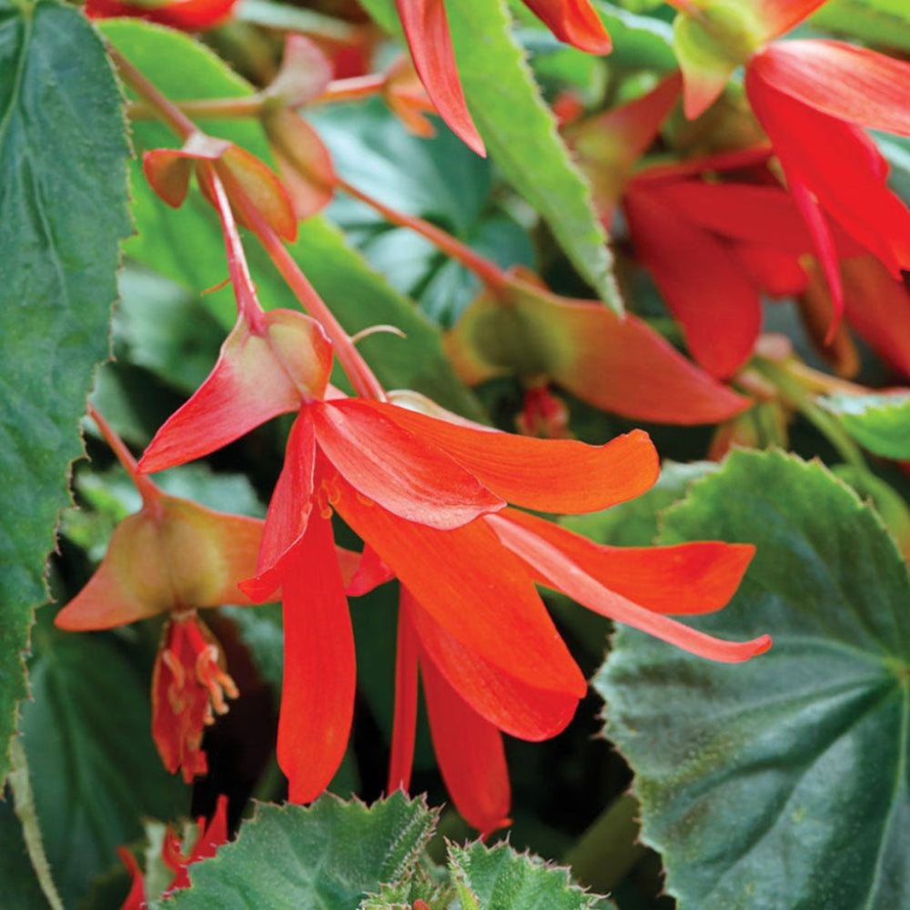 ベゴニア・ボリビエンシスの花の種
