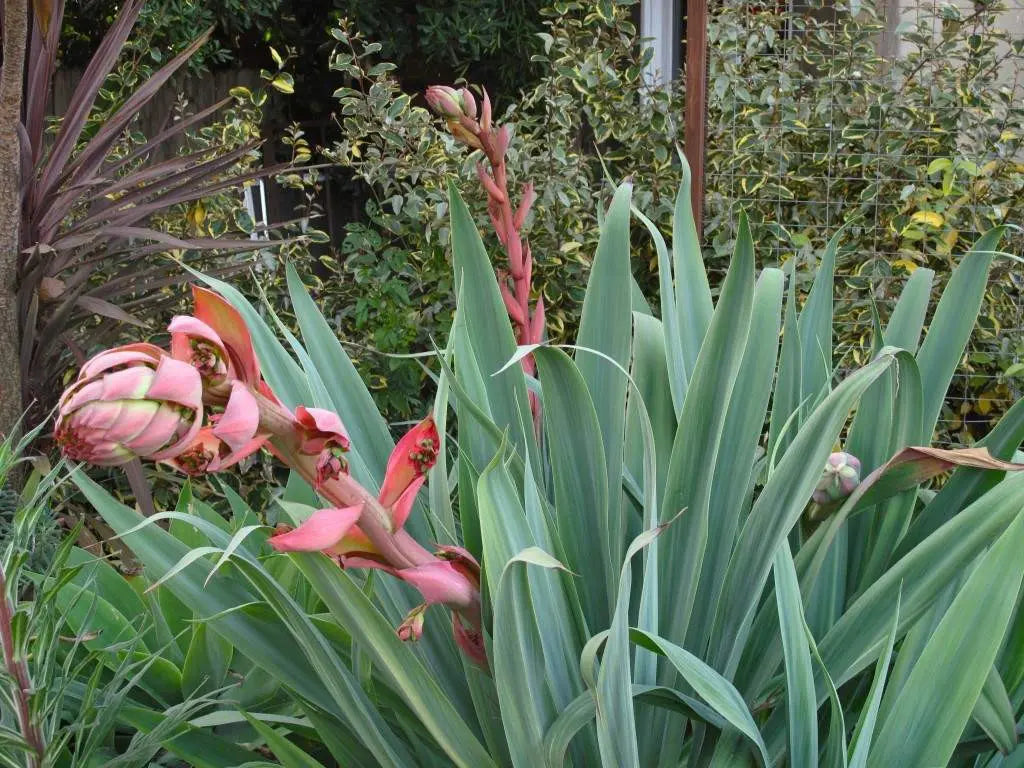 Beschorneria Yuccoides Seeds for Planting
