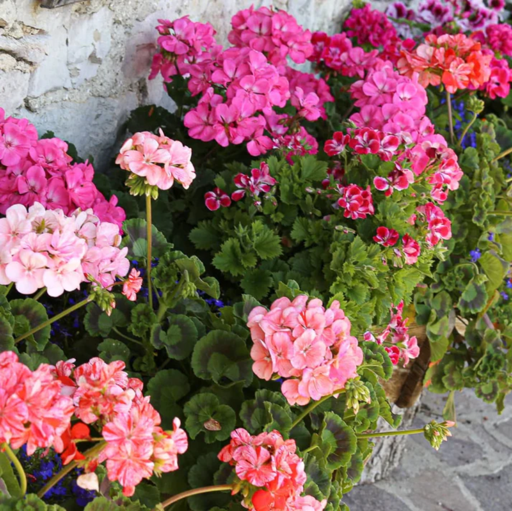 ivy geranium seeds for sale Ivy Geranium (Pelargonium peltatum) Flower Seeds for Planting – Heirlo – Pure Asia Seeds
