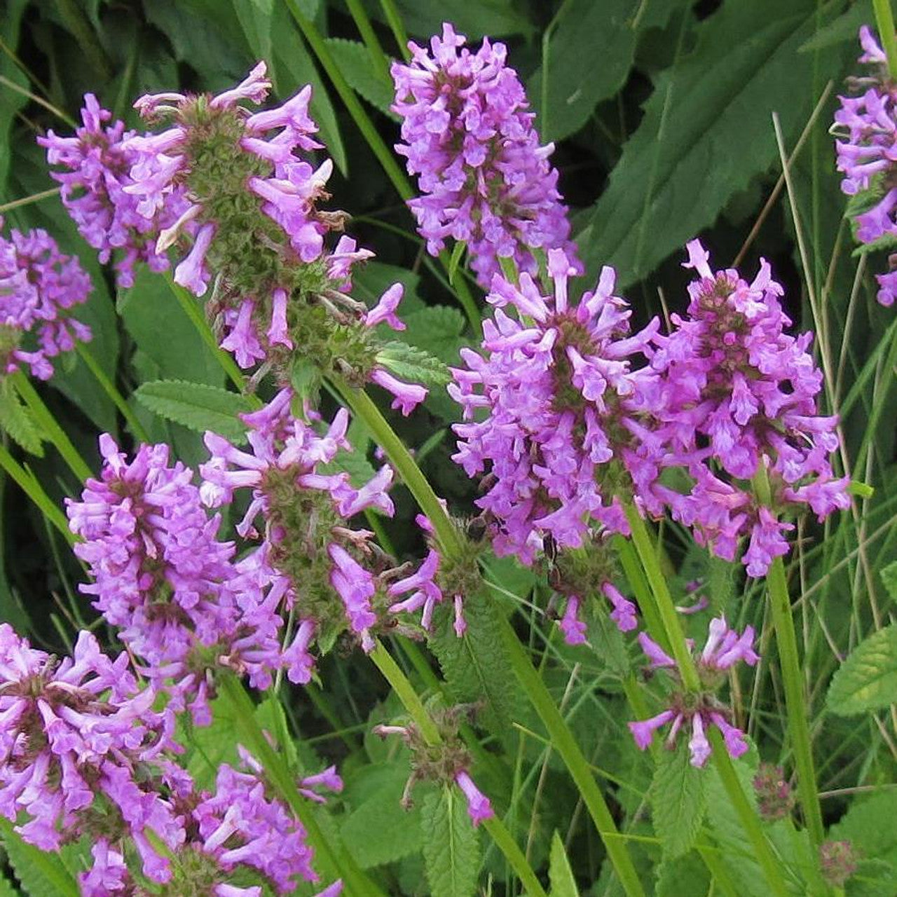 Stachys Officinalis Herb Seeds