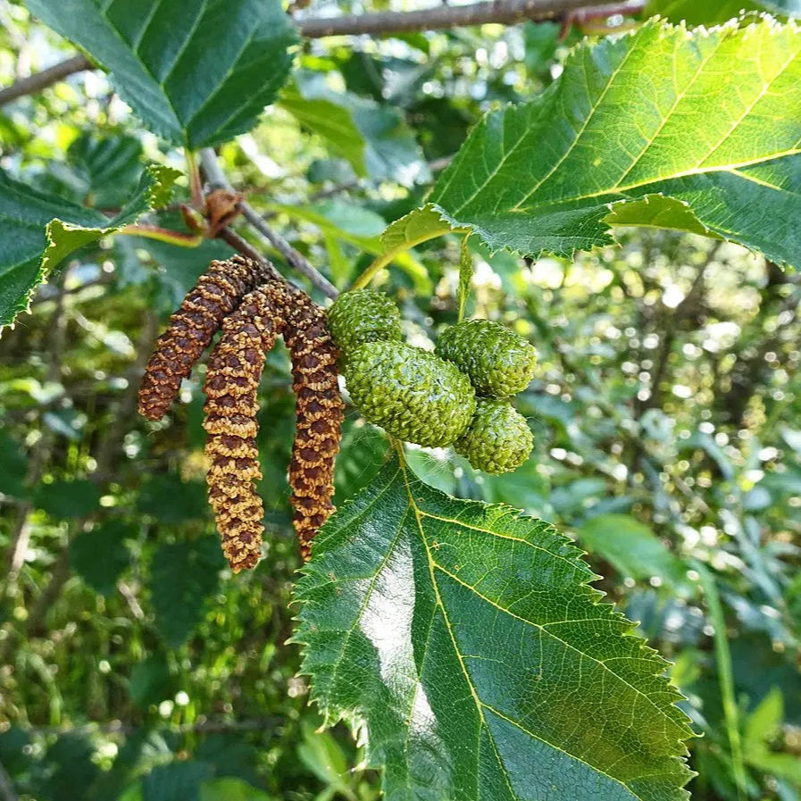 White Paper Birch Tree Seeds