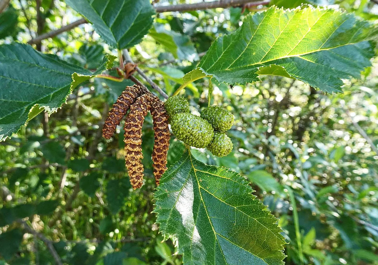 Semi di betulla carta bianca