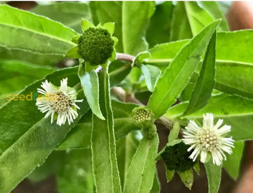 Bhringraj Flower Seeds for Planting - Enhance Your Garden
