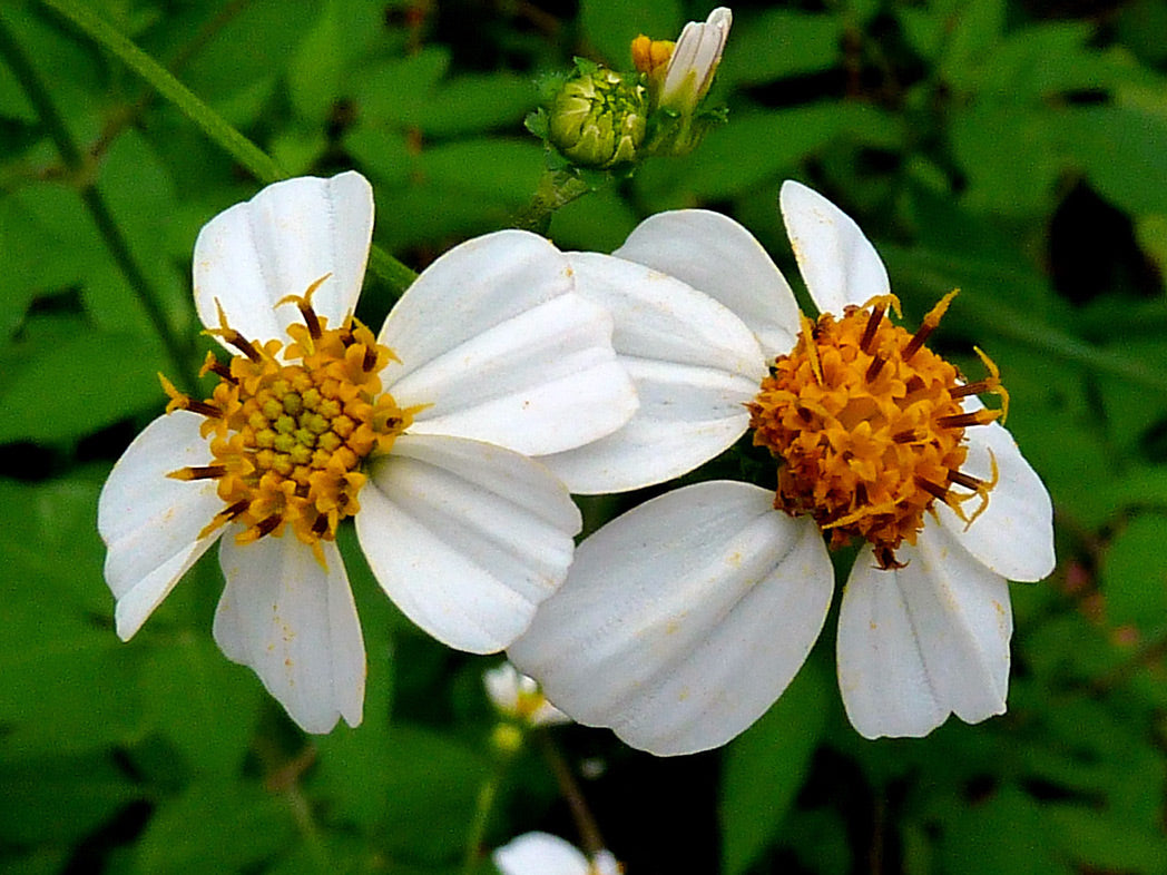 Bidens Alba Butterfly Needles Flower Seeds