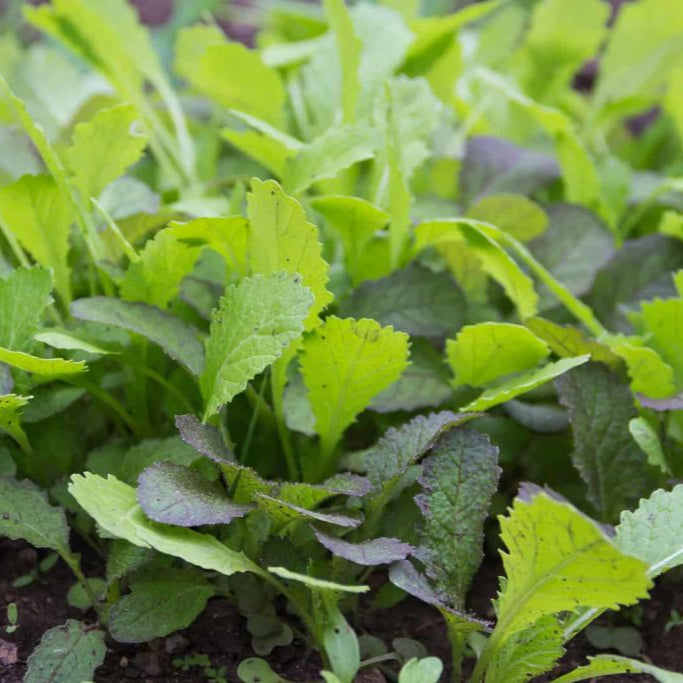 Semillas de verduras de mostaza verde Choy