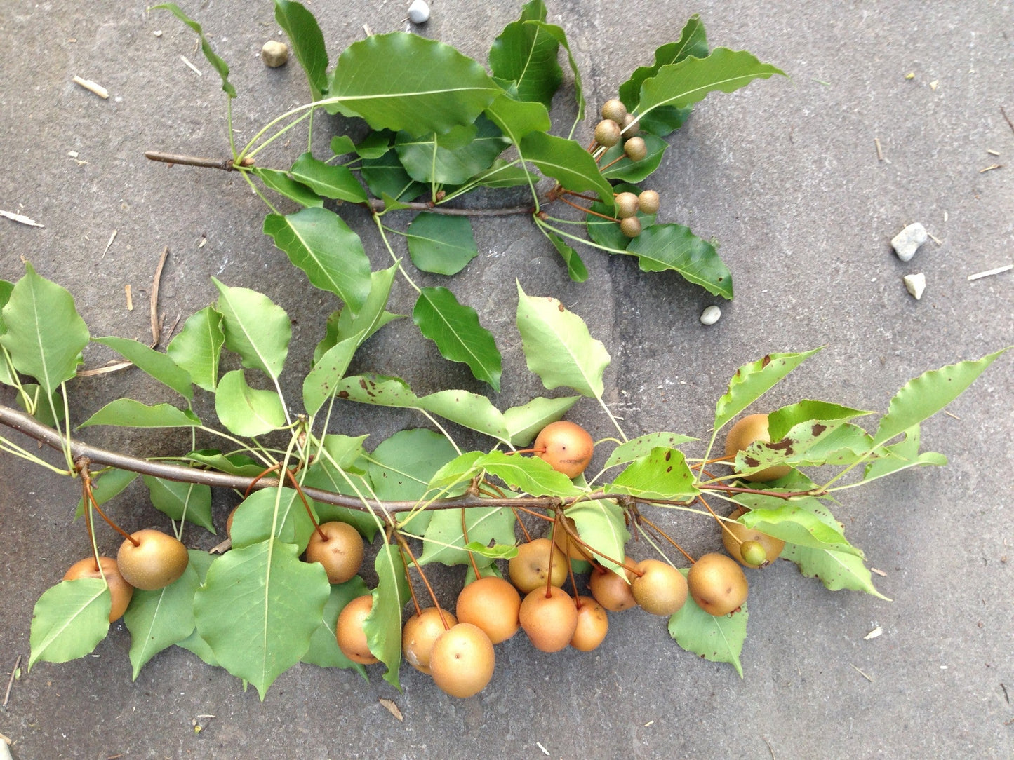 Birchleaf Pear (Pyrus betulifolia) Seeds