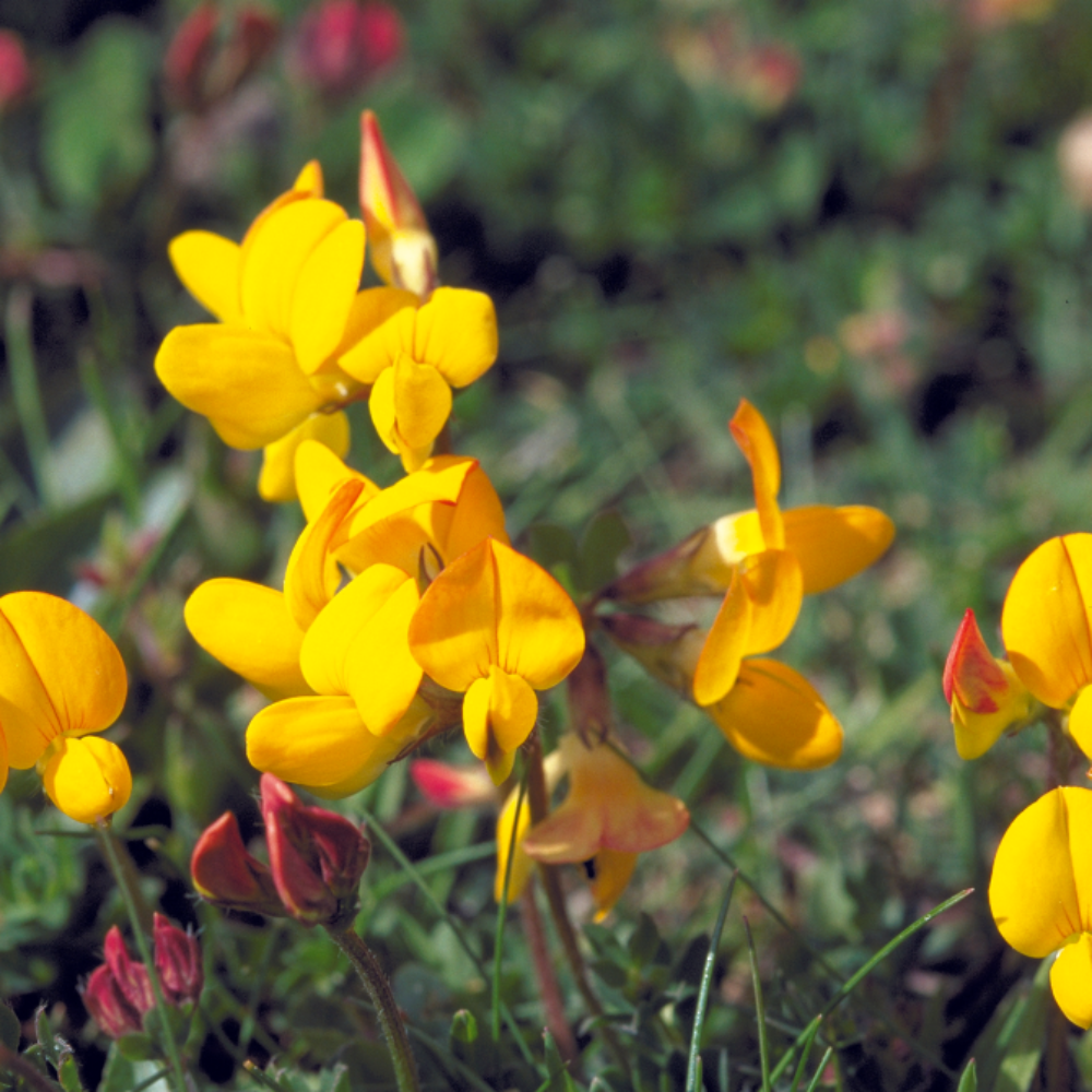 Bird's-Foot Trefoil Flower Seeds