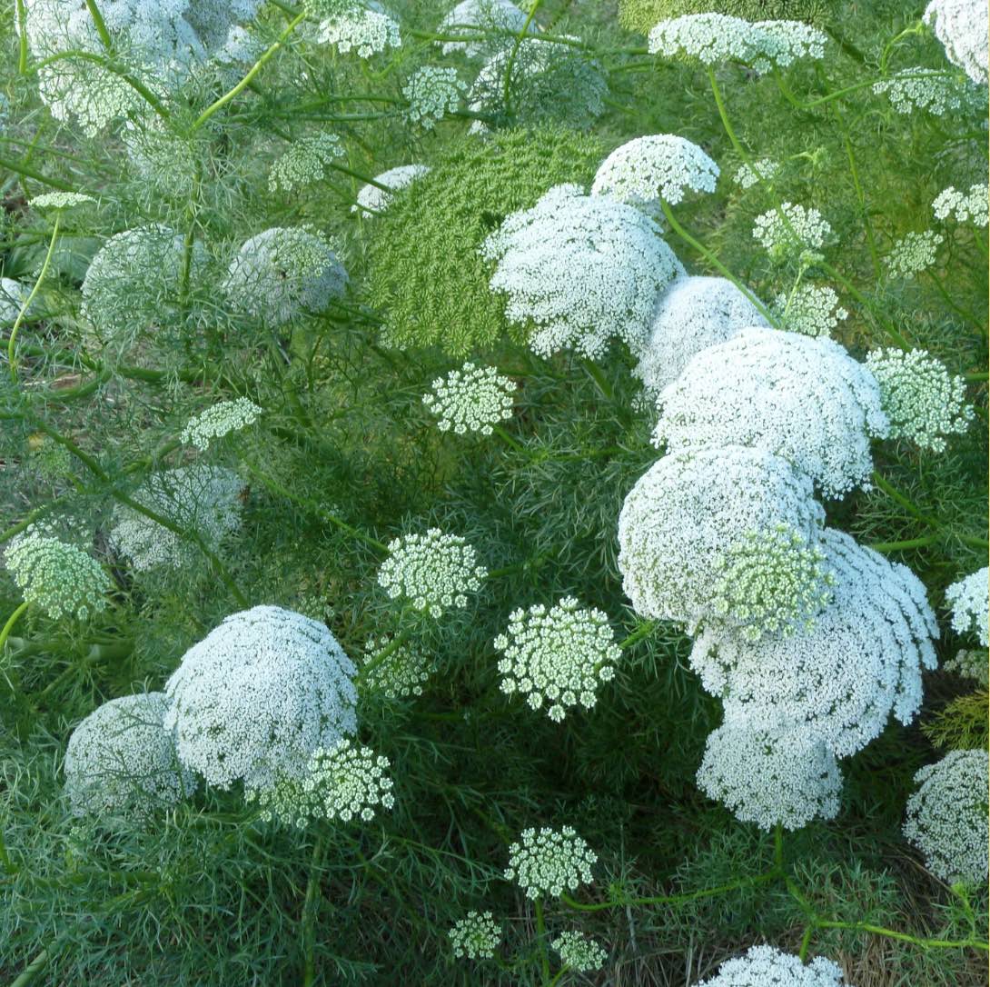 Bishop’s Flower (Ammi Majus) – False Queen Anne’s Lace Seeds