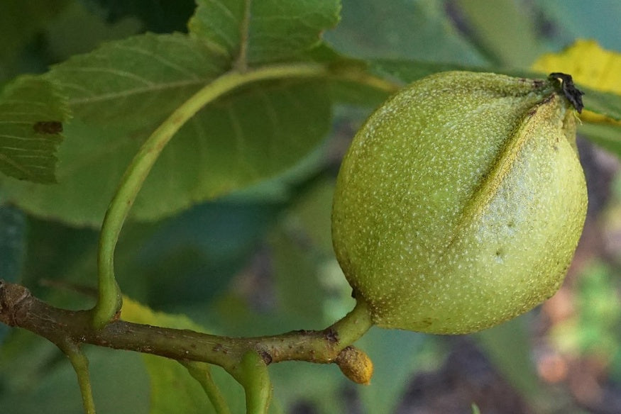 Bitternut Hickory (Carya cordiformis) Seeds