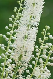 Raíz de serpiente de cohosh negro (Actaea racemosa / Cimicifuga) Hierba nativa de flor blanca para sombra Semillas