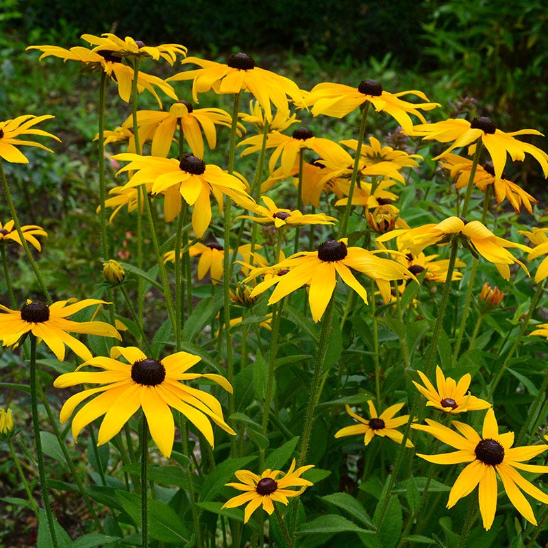 Black Eyed Susan (Rudbeckia hirta) Yellow Heirloom Native Flower Seeds