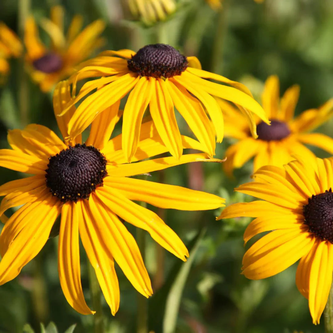 Black-Eyed Susan Plant with Bright Yellow Petals