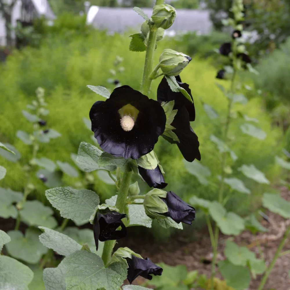 Black Hollyhock Flower Seeds