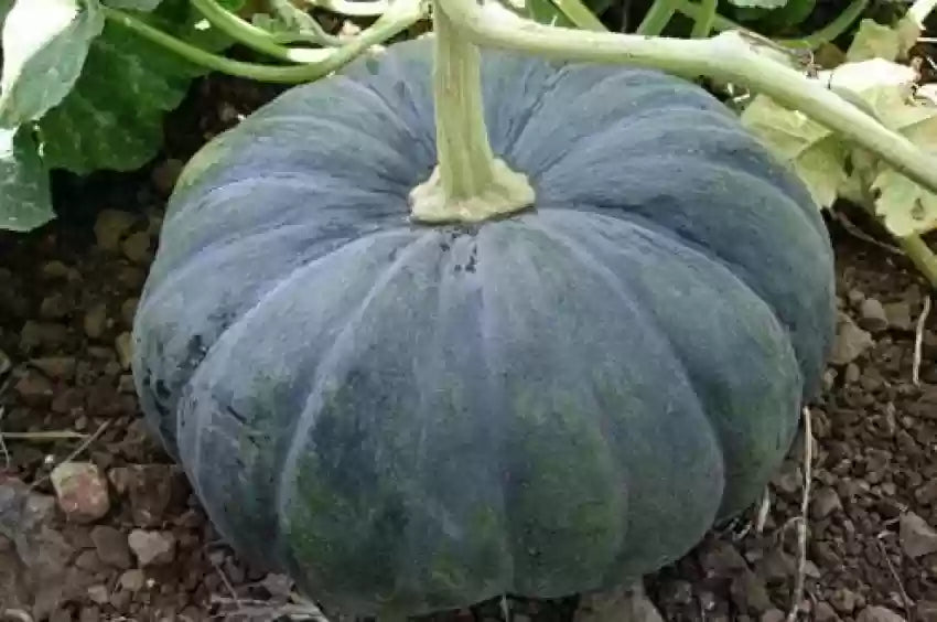 Black Pumpkin Seeds for Planting