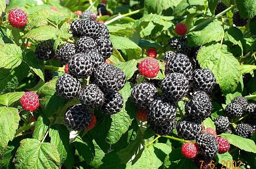 Black Raspberry (Rubus occidentalis) Seeds