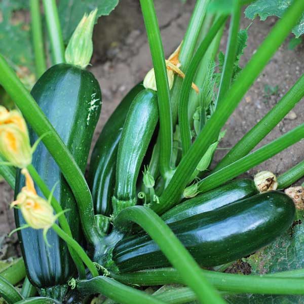 Climbing Zucchini (Cucurbita pepo) Vegetable Seeds for Planting – Heirloom, Non-GMO, Easy to Grow, Annual