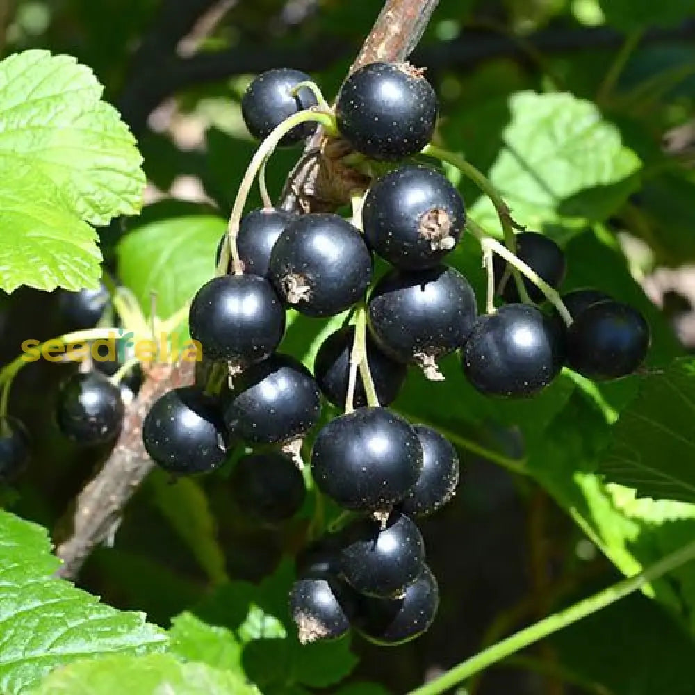 Blackcurrant Fruit Seeds for Planting - Grow Your Own Delicious Berries