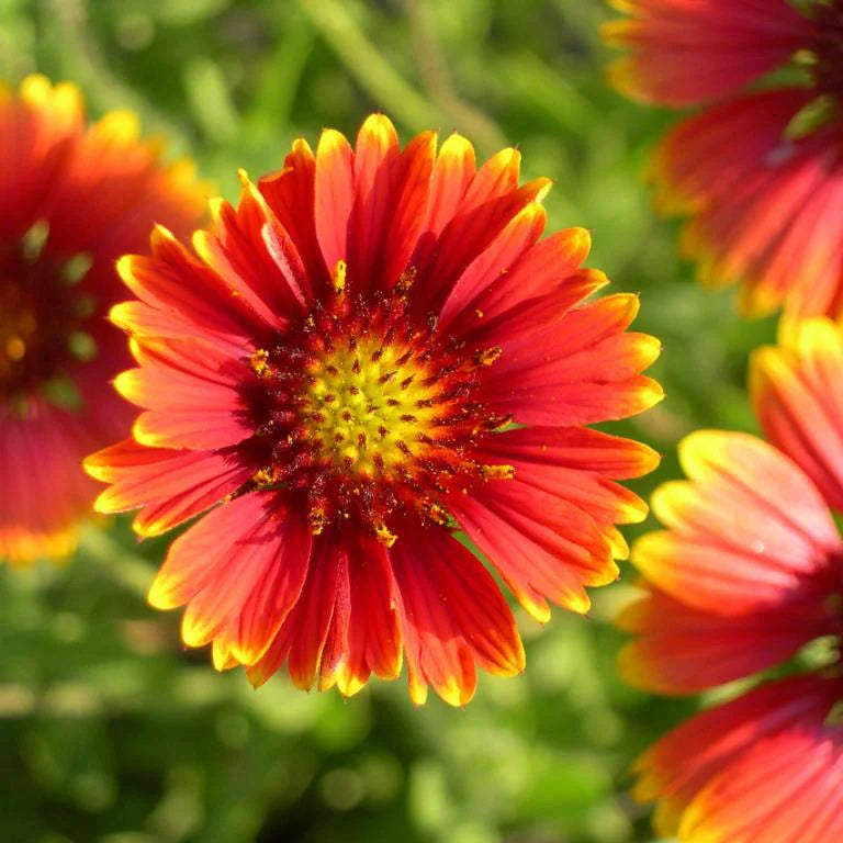 Blanket Flower Seeds