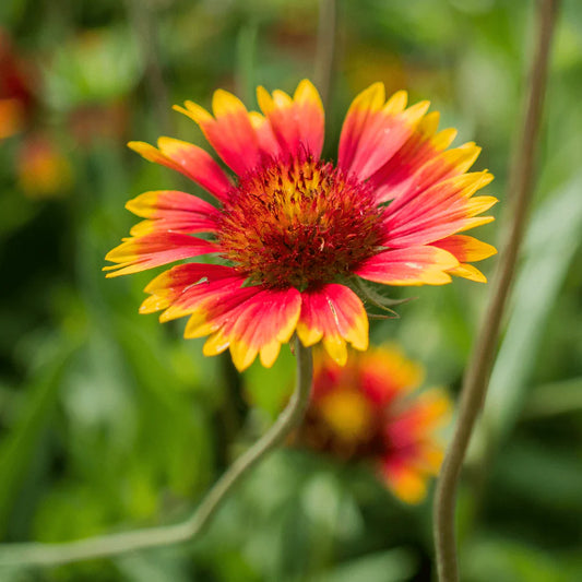 Blanket Flower Seeds for Planting – Heirloom, Non-GMO, Easy to Grow, Pollinator-Friendly, Perennial