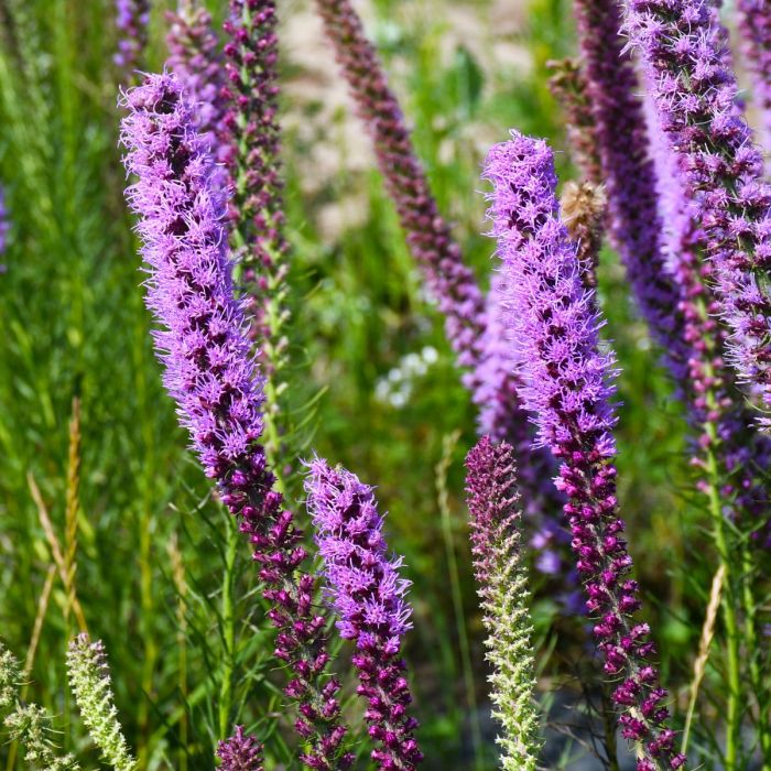 Lavender Liatris Flower seeds for Planting - Drought Tolerant, Heirloom & GMO Free Seeds for Home Garden
Sale seeds for planting in home garden