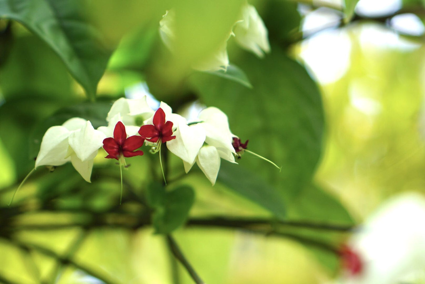 Bleeding Heart Vine Flowers Seeds (Clerodendrum Thomsoniae)