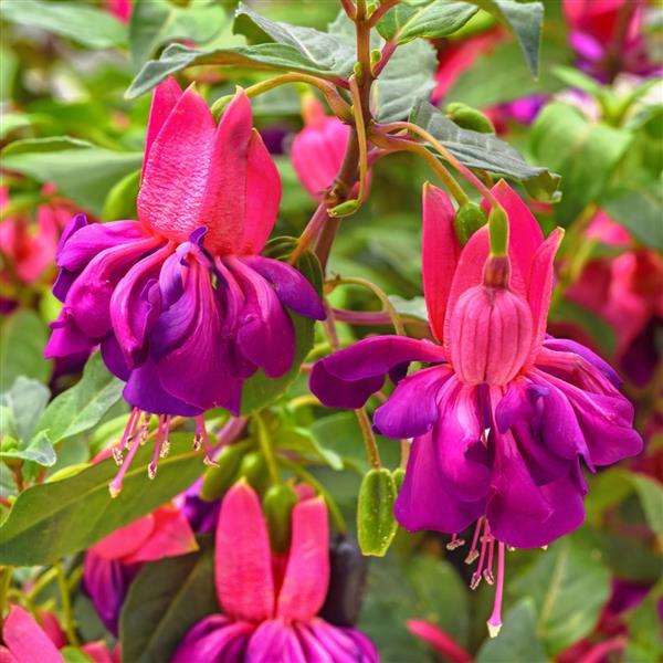 Pink Fuchsia Flower seeds for Planting - Pollinator Friendly, Heirloom & GMO Free Seeds for Home Garden