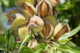 Almond Tree Seeds & Planting Growth Kit
