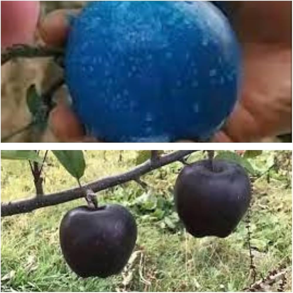 Apple Fruit Seeds - Blue Planting for Home Gardening | Easy to Grow Seeds
